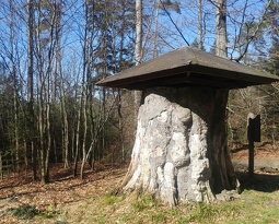 Hêtre remarquable !