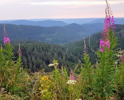 20180715 081500 2 (1849 visits) 20180715 081500 2