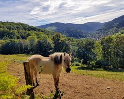 20180922 140013 2 (3083 visits) 20180922 140013 2