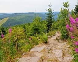 20180715 082021 2 (1896 visits) 20180715 082021 2