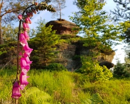 digitales à la tête du Calice