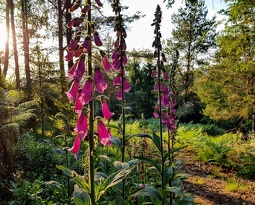 digitales à la tête du Calice