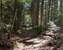 Borémont