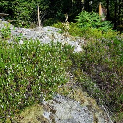 Plein air